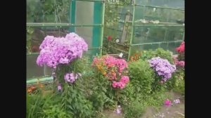 2439.  Флоксы, советы по выращиванию( ВПЛ)