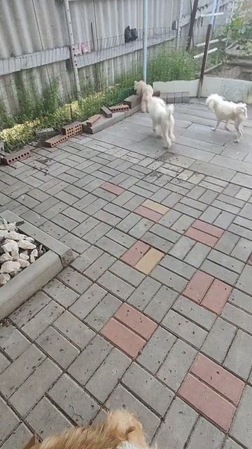 Прогулка 🐩🐩🐩🐩🐩🐩🐩🐩🐩
