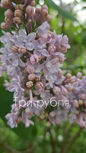 Три рубля  Александр Сизов