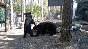 У уссурийских медвежат урок борьбы 15.05.2026