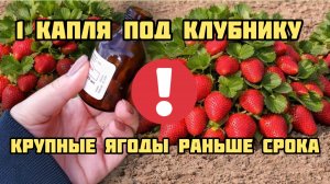 1 капля под клубнику и вас завалит крупными ягодами, раньше срока!