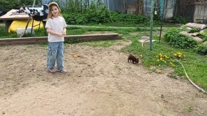 Продаю дрессированного щенка чихуахуа - знает команды+79215950848 #купить_щенка_чихуахуа_продаю