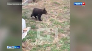 В Усть-Куломском районе спасли медвежонка-сироту