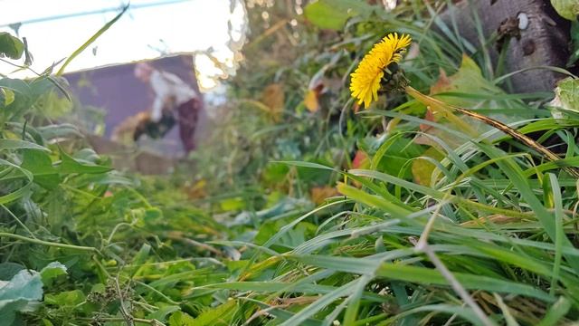 ### Осенняя идиллия: Сад и Домашнее Тепло 🍂☕