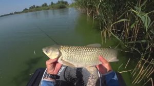 Ловлю БЕЛОГО АМУРА🐟🐟🐟 на ОГУРЕЦ 🥒🥒🥒!!!