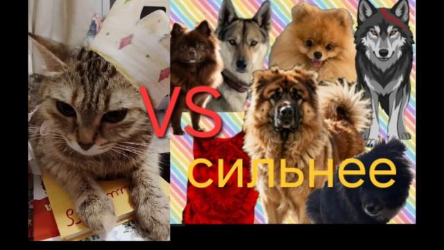 Буся VS супер стая
