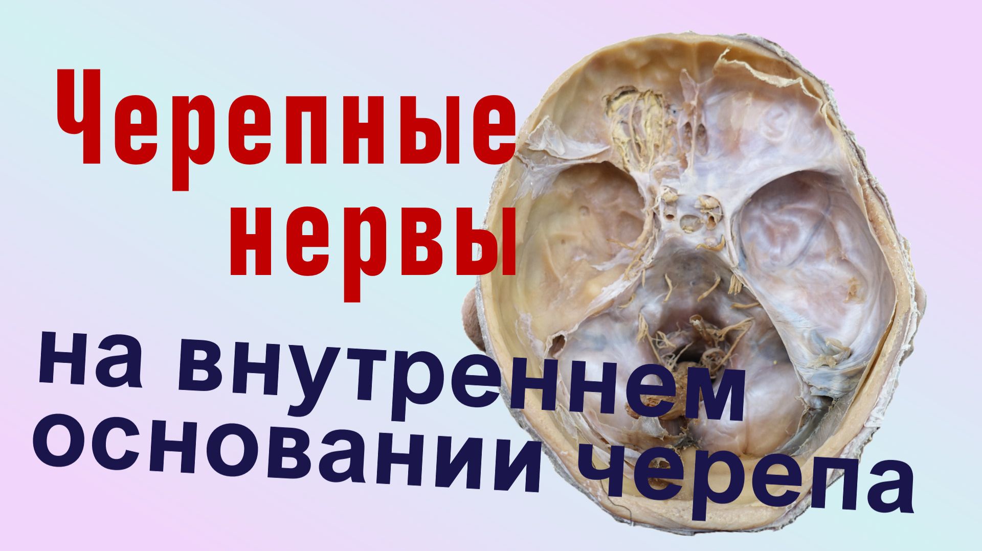 I-XII пары черепных нервов на внутреннем основании черепа