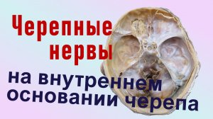 I-XII пары черепных нервов на внутреннем основании черепа