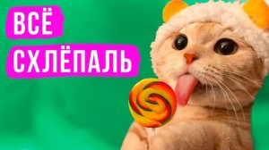 Как котик всё слопал) Приколы с котами