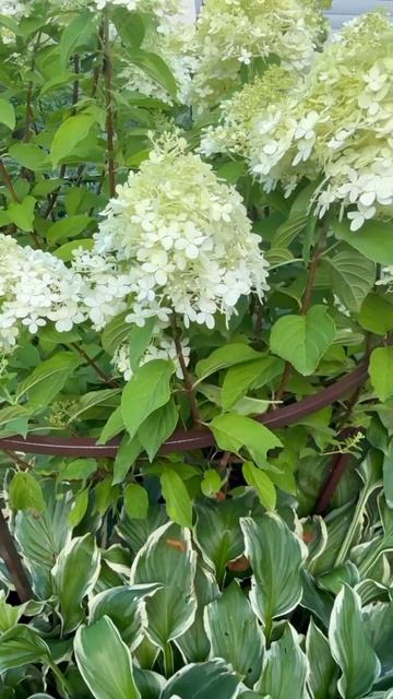 Ваши успехи — наше главное вдохновение! смотреть онлайн