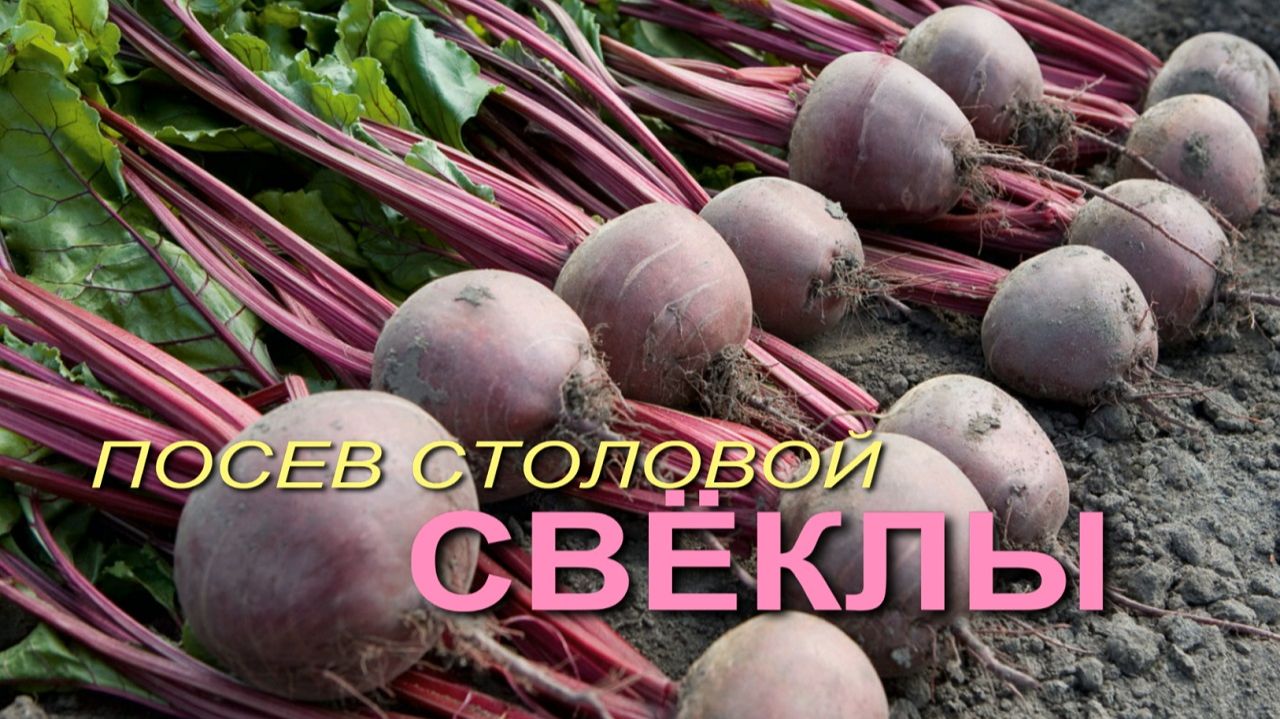 🌿Посев столовой СВЁКЛЫ.