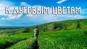 Поход к луговым цветам / Обилие полевой жизни