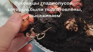 Посадка луковиц гладиолусов.