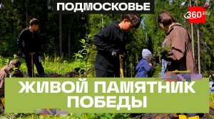 Лес Победы: под Наро-Фоминском высадили тысячи елей в память о героях