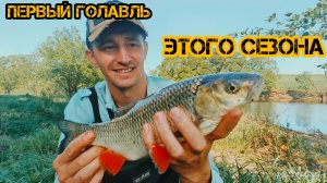 268-Первый Голавль этого сезона.(18.05.2026)