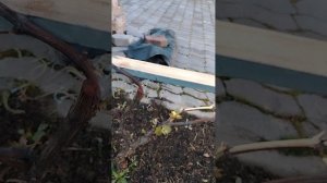 Нормировка побегами, первая проф обработка от болезней.