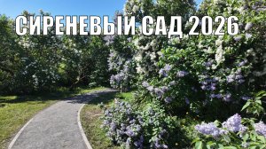 Как выглядит Сиреневый сад в 2026 году в Москве. Сирень цветет во всю