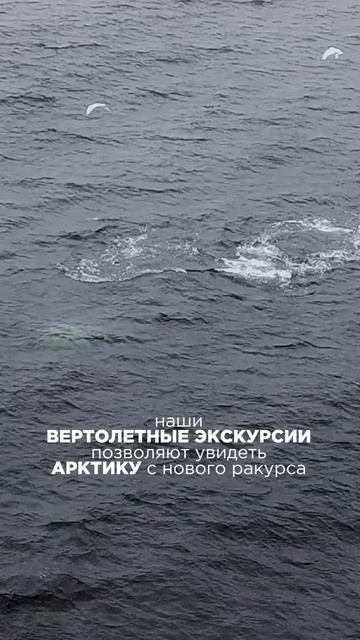 Киты