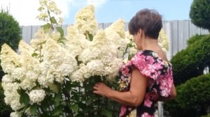 🫴 Без этого крупных соцветий у гортензии не ждите 🌺