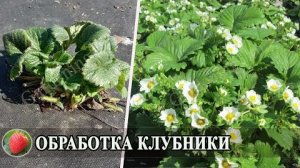 Листовая подкормка клубники весной: чем обработать, чем подкормить, внекорневая для начинающих