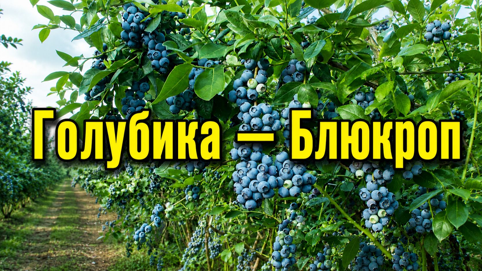 Голубика Блюкроп — простой путь к большому урожаю