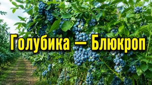 Голубика Блюкроп — простой путь к большому урожаю