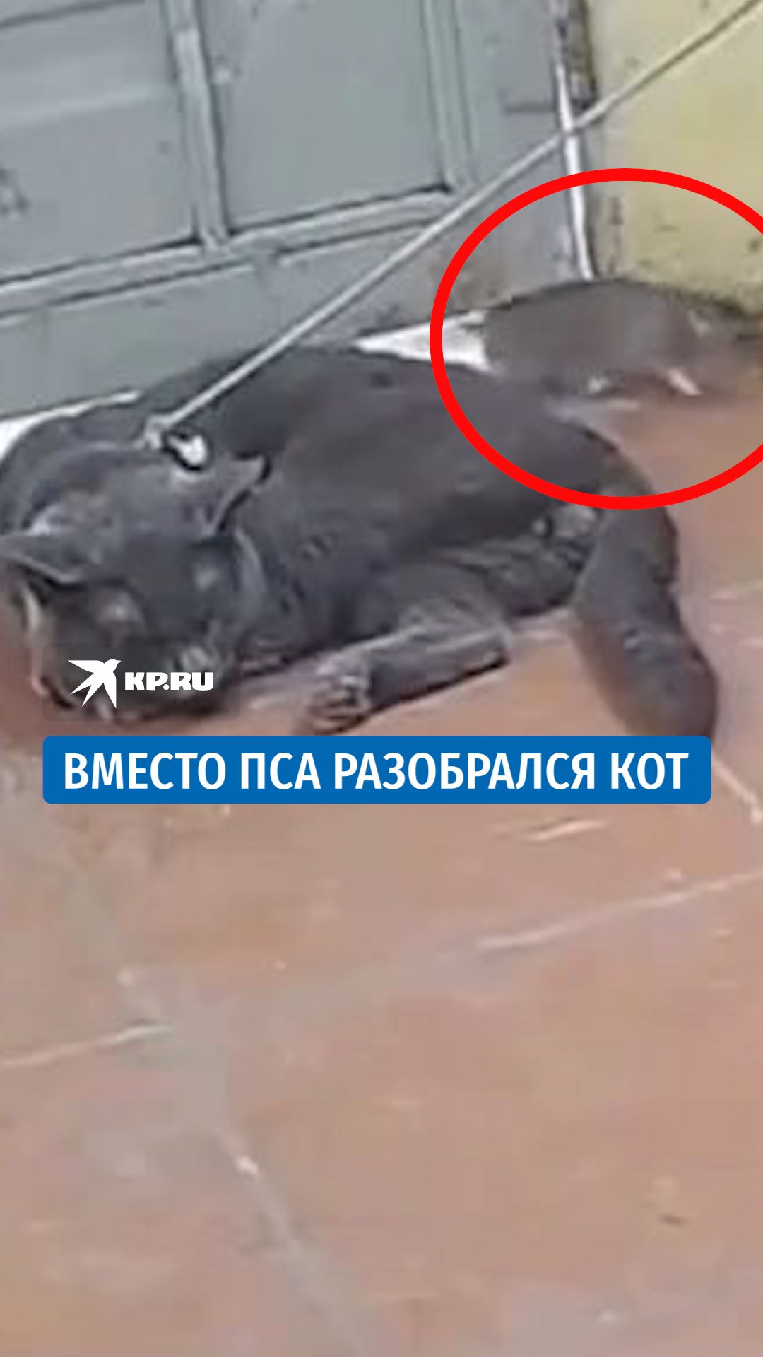 В Китае кот охраняет собачью миску от крыс