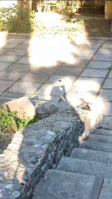 БОДРЫЕ АЛУШТИНСКИЕ ЧАЙКИ...