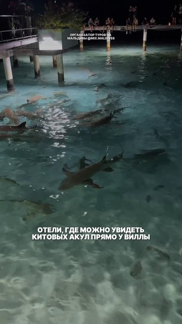 Отели, где можно увидеть китовых акул у виллы