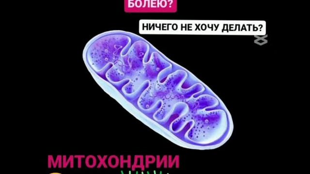 Митохондрии - наше здоровье и долголетие смотреть онлайн