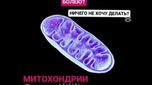 Митохондрии - наше здоровье и долголетие