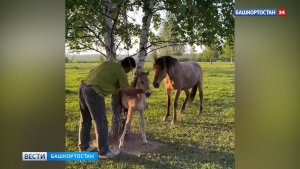 В Башкортостане лошадь позвала людей на помощь своему жеребенку, застрявшему между стволами березы