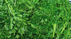 Пакет/таз петрушки🌱😃 Забросила носки.... Вторая косынка.