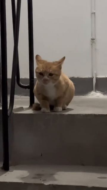 Громкие котята😜