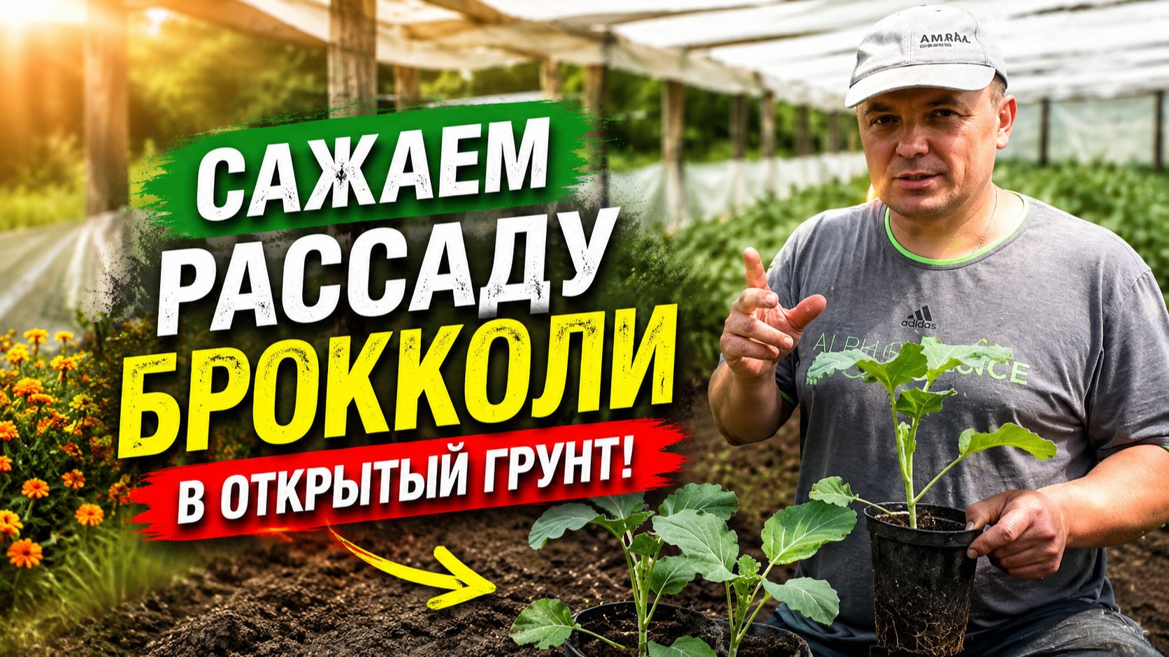 Схему посадки рассады брокколи в открытый грунт.