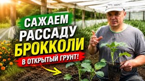 Схему посадки рассады брокколи в открытый грунт.