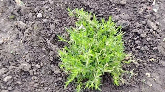 Какие купила цветы, огород.
