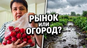 Зелёный борщ в дождливый день 🌿 Наши покупки и дела на огороде