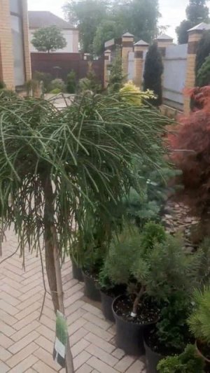 ❤🌲Туя Западная Випкорд на штамбе 
✔Продажа растений в макс и телеграм канале: https://t.me/love_is_h