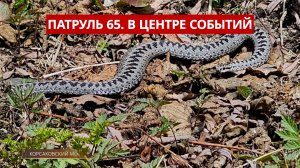 ПАТРУЛЬ 65. До 12 лет за ДТП, лже-экологи вымогали 100 тысяч и гадюки проснулись. Сахалин 19.05.26