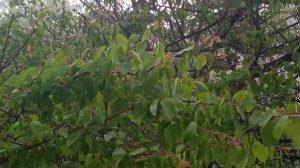 Весь день собирался,к вечеру ливанул! #Кисловодск,19.05.26
