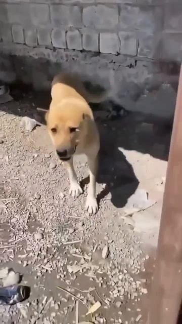 ❗🆘❗ПОМОГИ СПАСТИ  АЛАБАЕЧКУ❗ПОСТ В ОПИСАНИИ 🎥 #сао #собака #алабай #любовь #счастье