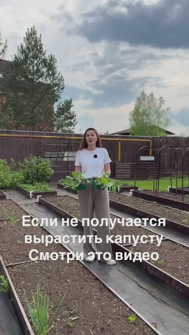 Если у вас не получается вырастить капусту, то возможно у вас просто кислая почва