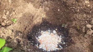 Высаживаю огурцы в теплицу🥒Что положить в лунки для богатого урожая
