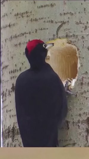 Дятел