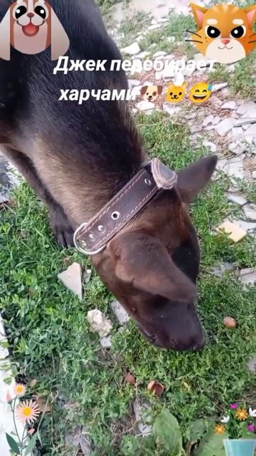 Джек перебирает харчами-2🐶🐱🙂