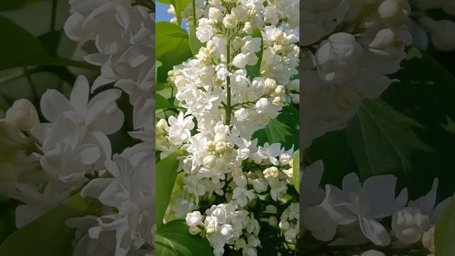 Сирень цветёт. 2026 год.🌺🌺🌺