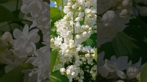 Сирень цветёт. 2026 год.🌺🌺🌺