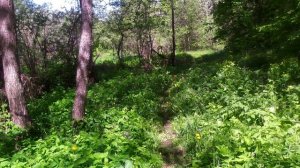 #602 По тропе детства