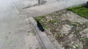 Молодой грач